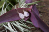 Himalia Earrings